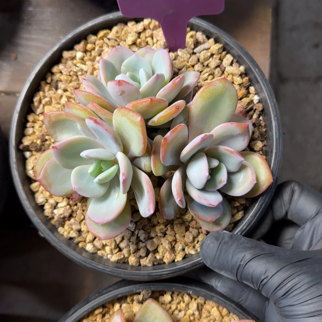 奶茶111111111111111111111