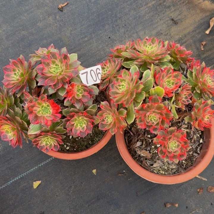 0000000000706万花筒