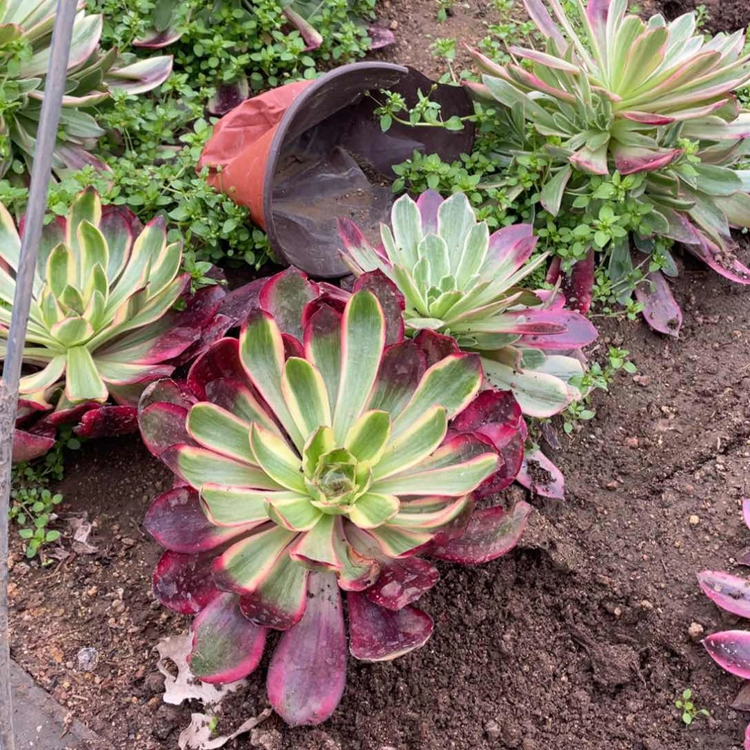 红魔女多肉法师断枝不包量