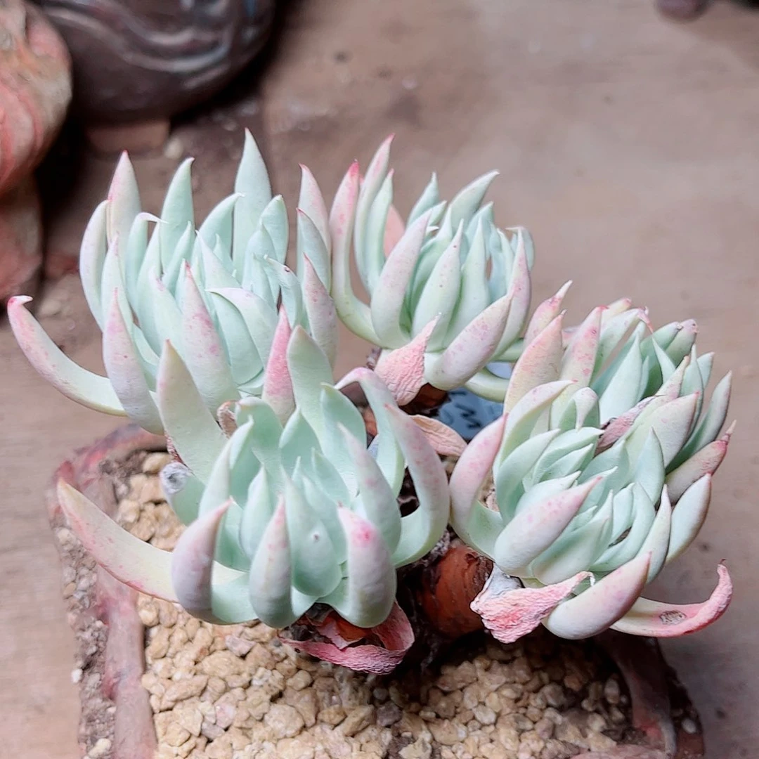 奴婢仙女杯多肉五头起