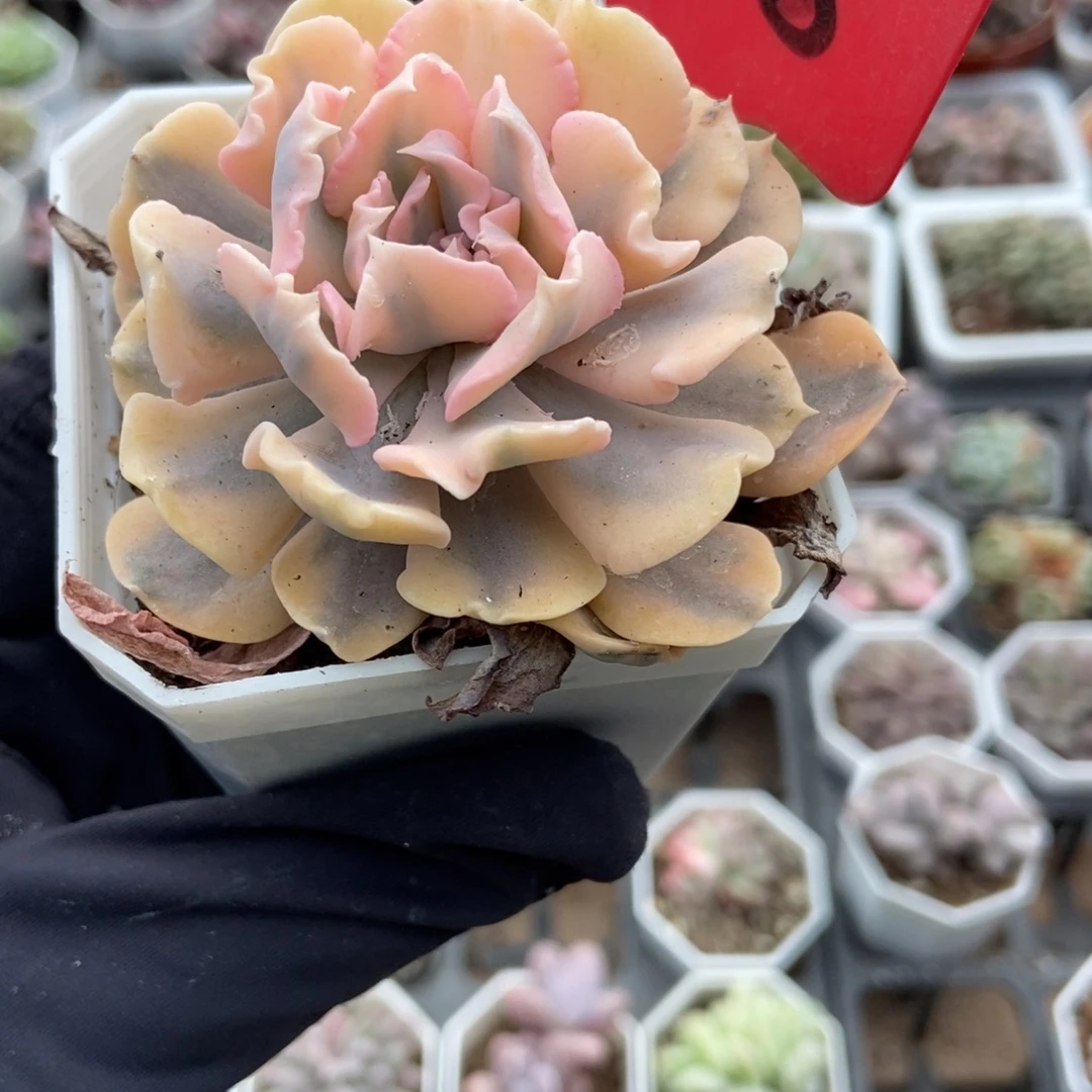 658利比亚锦多肉植物诺肉