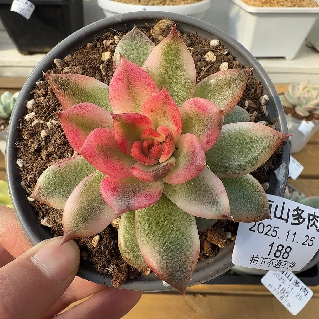 火焰山锦11111125-188