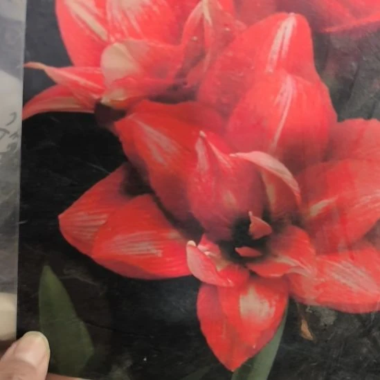 当前无花栽培后可以开花精卫6厘米裸根球