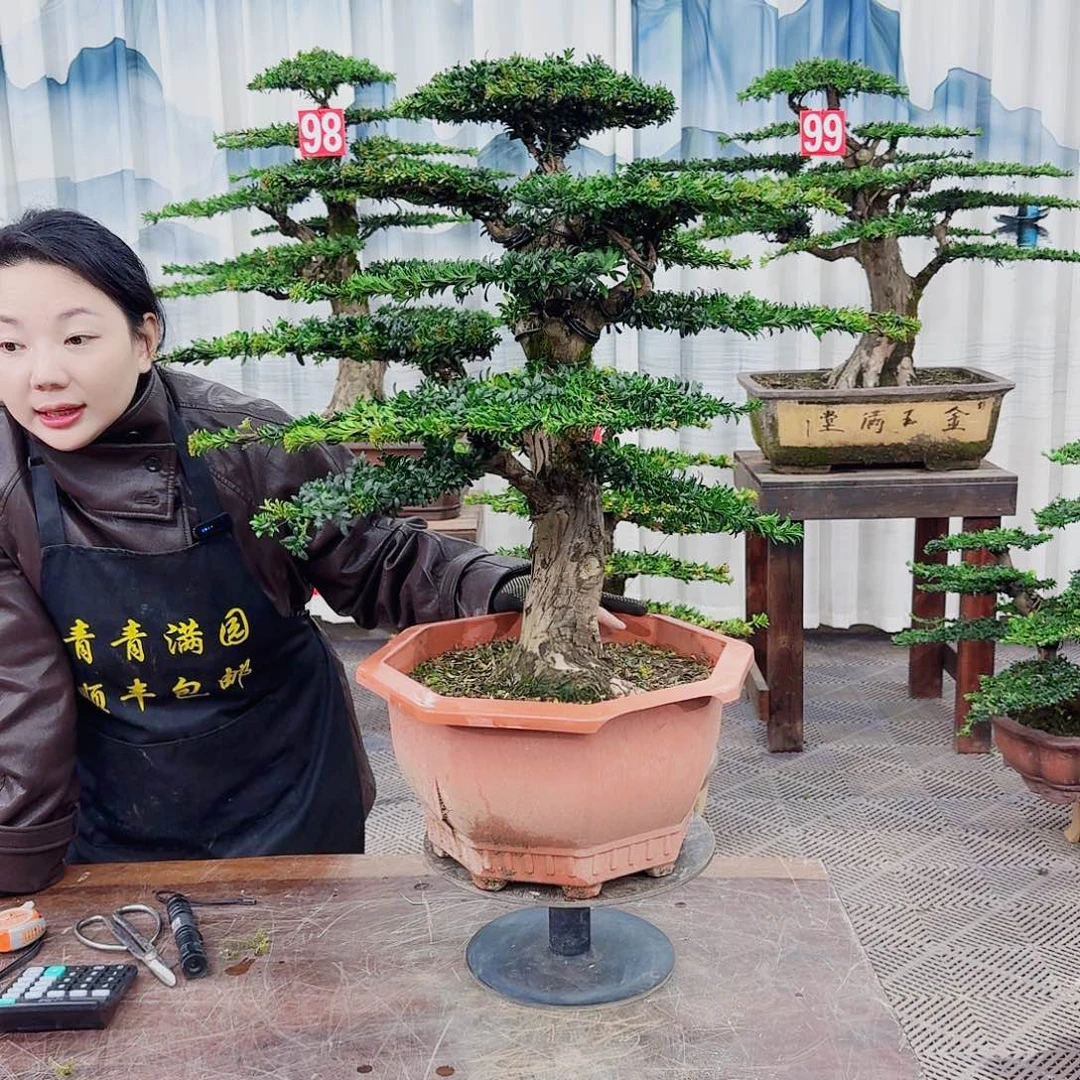 无花朵罗汉松一物一拍888