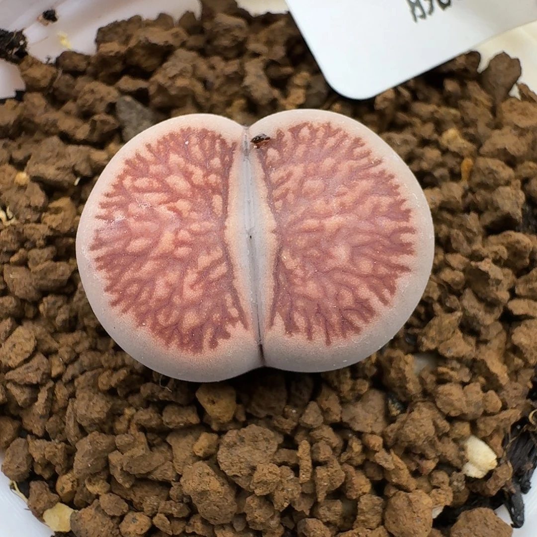465多肉哈哈哈哈哈哈哈