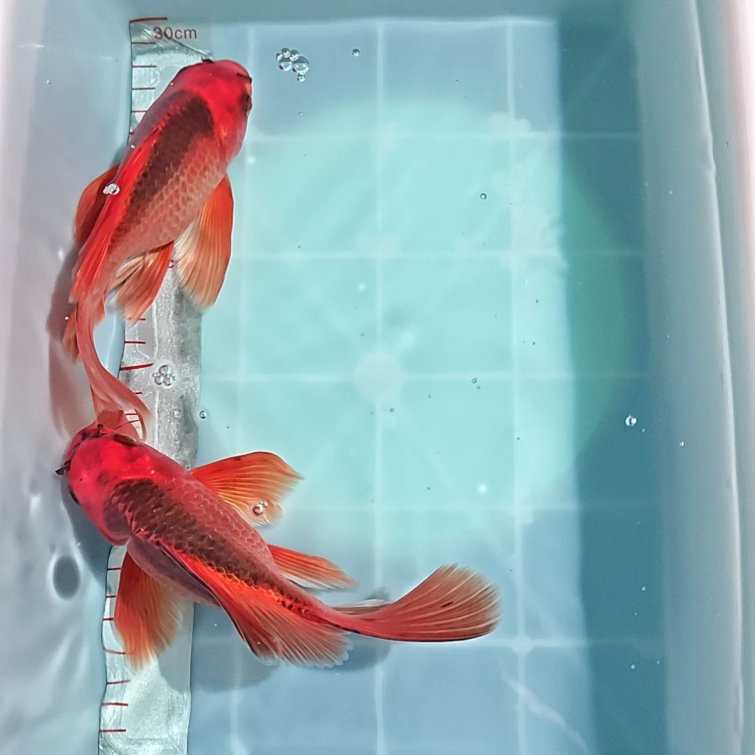 中国大陆冷水观赏鱼蝴蝶鲤