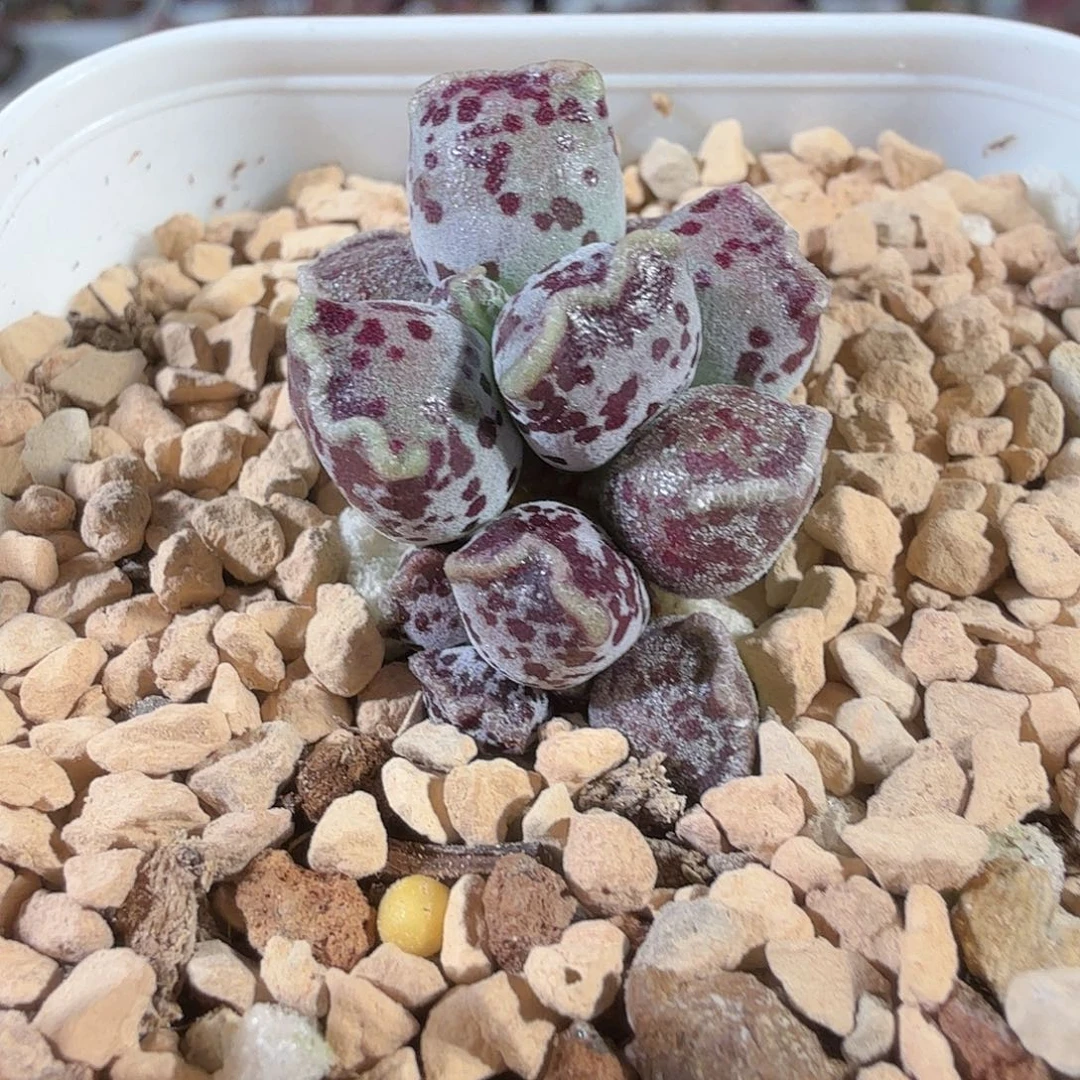 一***好达摩海豹