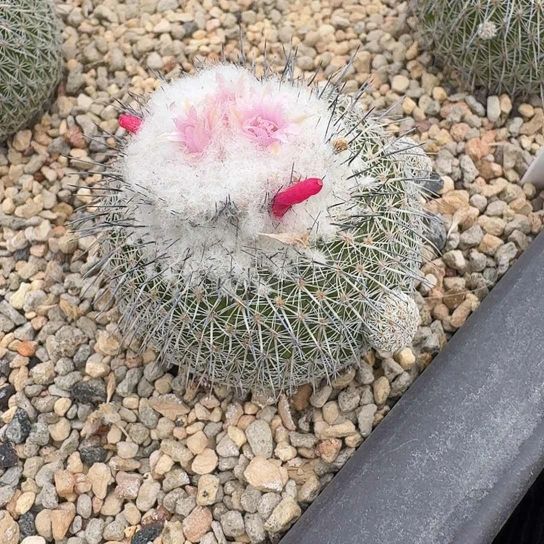 研*僧花花花花花花花花花