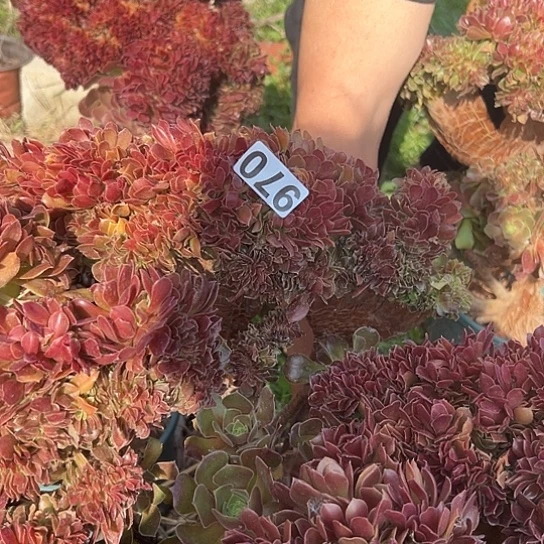 多肉植物一个有伤