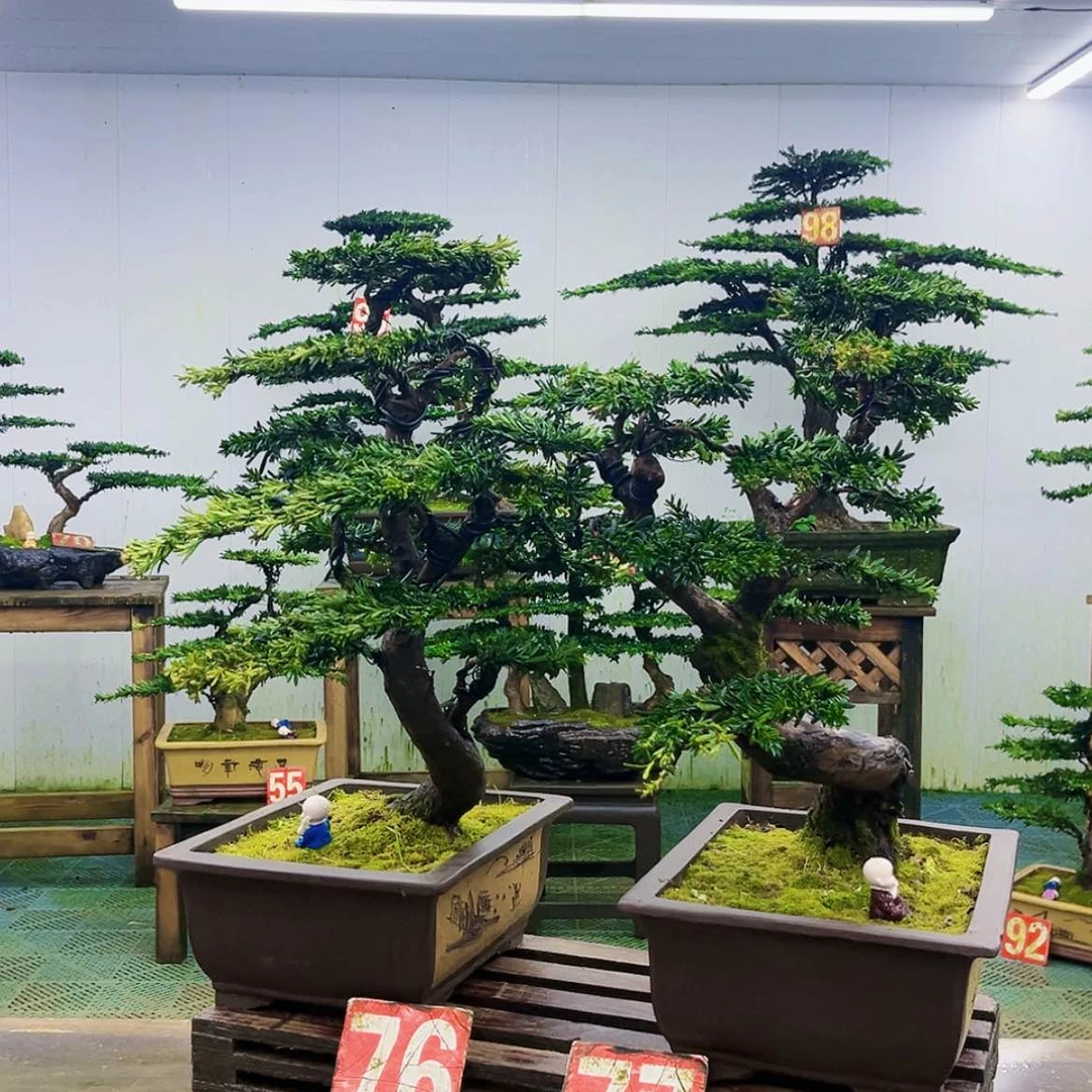【闪购商品】无花朵用****3