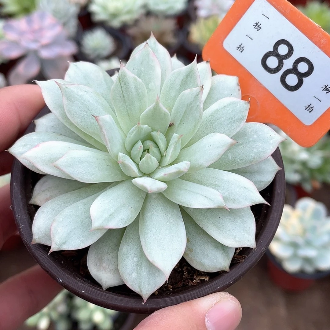 TP锦88号多肉植物
