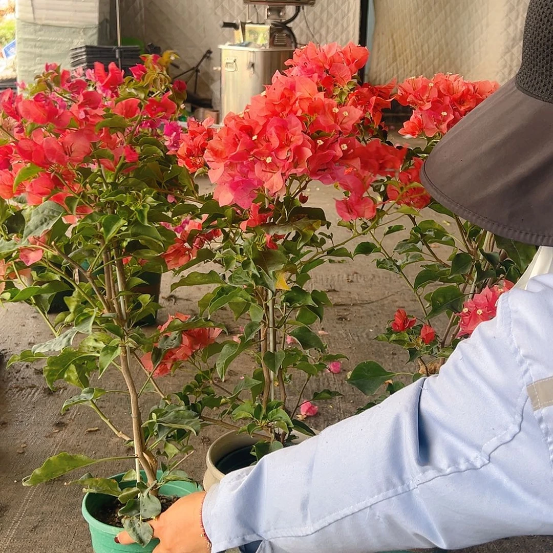 当前无花栽培后可以开花蒙娜丽沙红日落带竹一颗