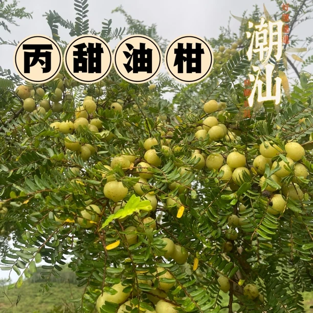 （中大果）潮汕丙甜油甘果 入口回甘 可生吃榨汁煲汤的水果