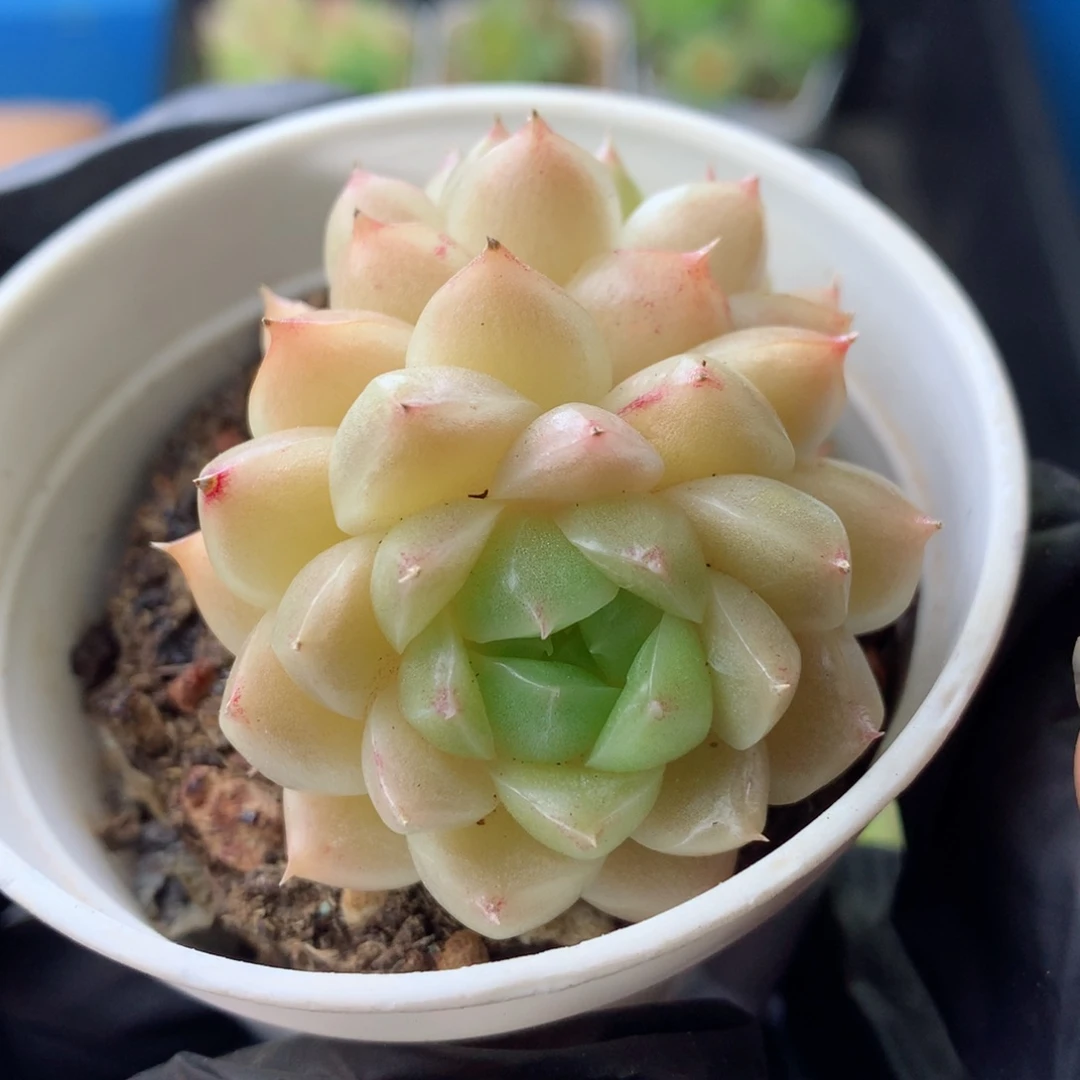 58包邮  群生不包整 24