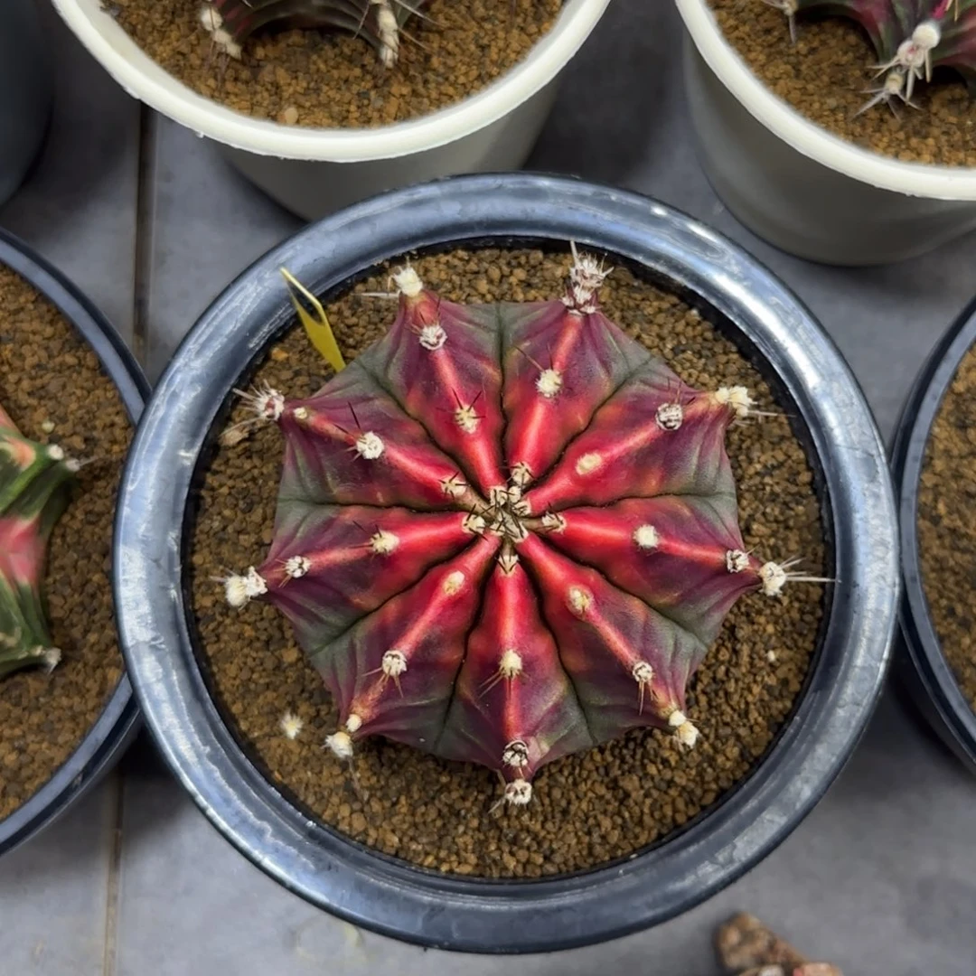 339泰系实生皮色球