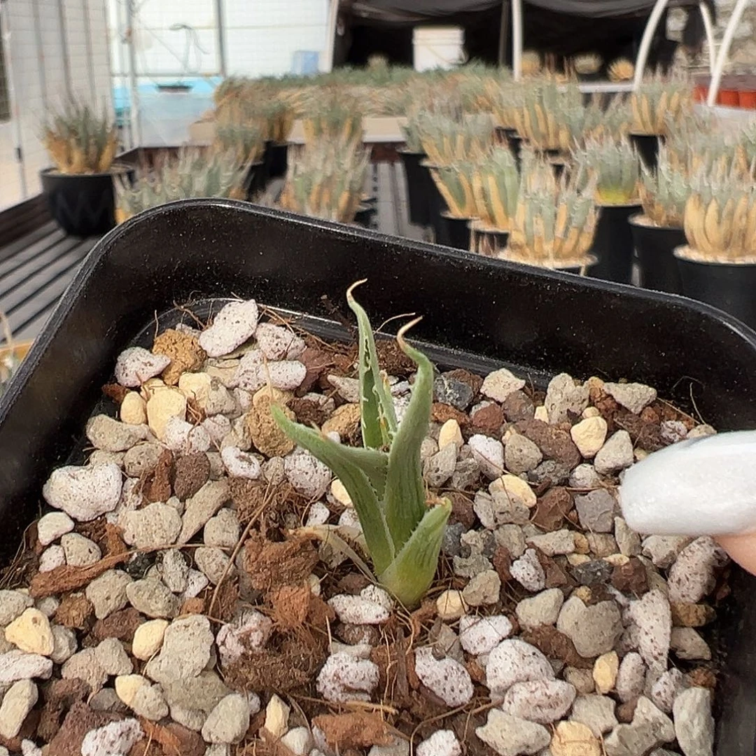 无花朵妖炎产地侧芽脱土.