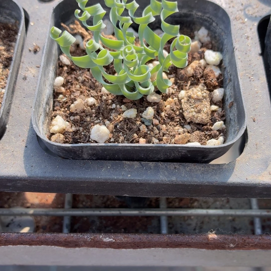 贵妃弹簧草多肉9.9包邮发货