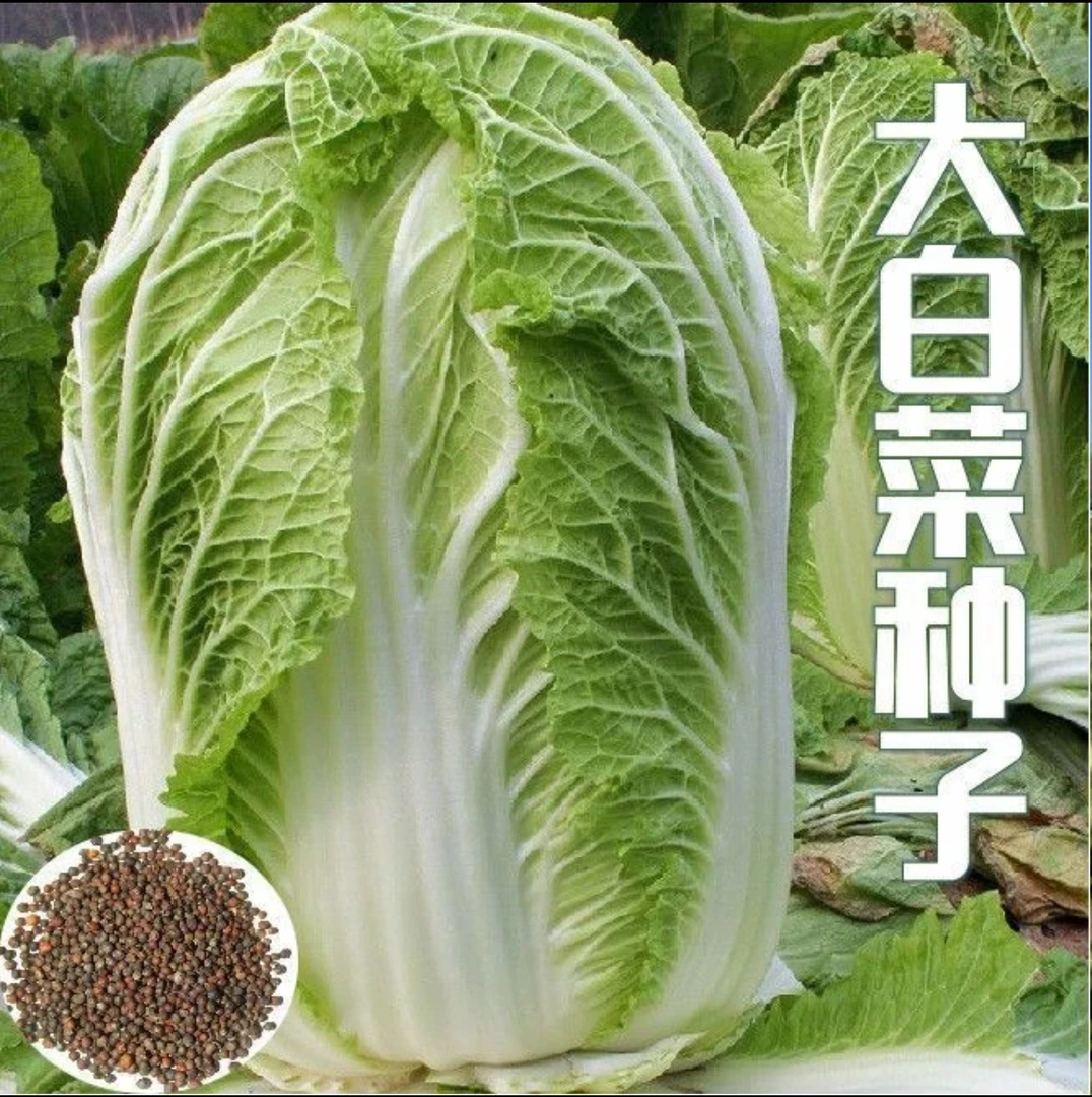 【冬储大白菜种子】家庭阳台小院盆栽地裁四季种植夏秋播