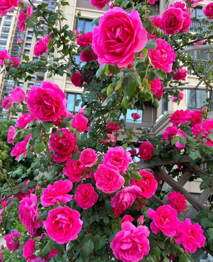 大游行 爬藤蔷薇月季 庭院阳台 种植 四季开花