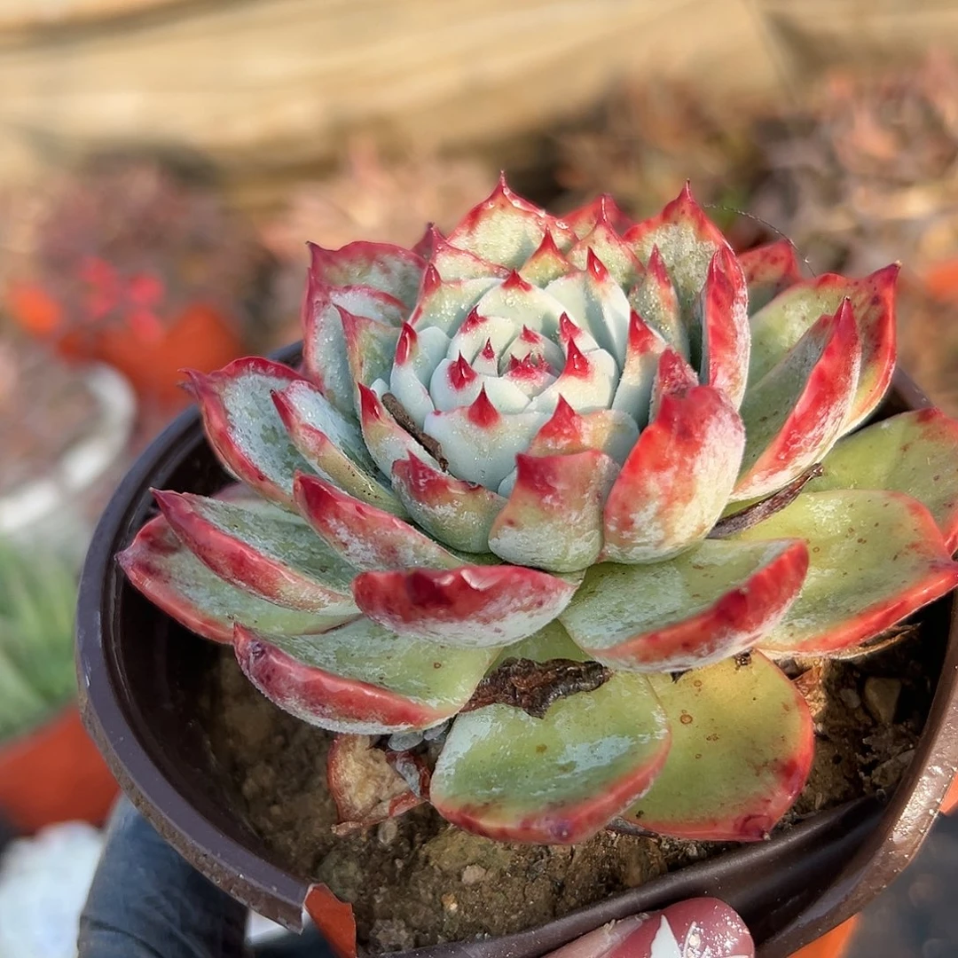 多肉植物多肉植物
