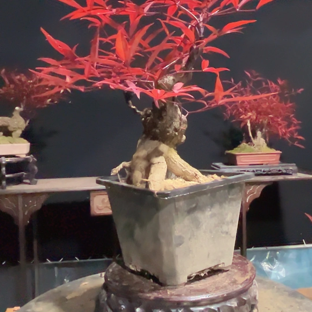 不开花植物000000024