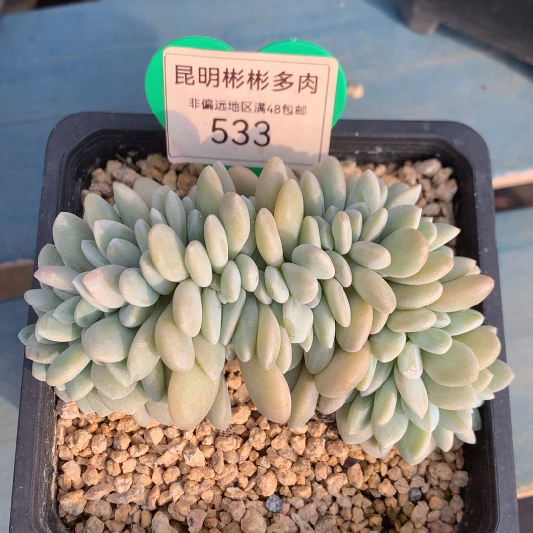 粉兔缀化11公分533