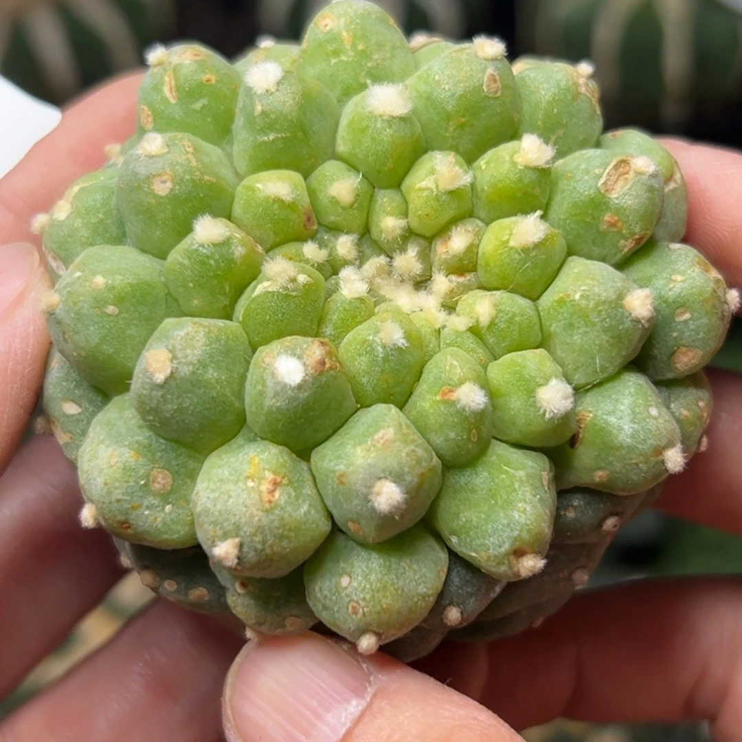 11 落地无根 四月上盆