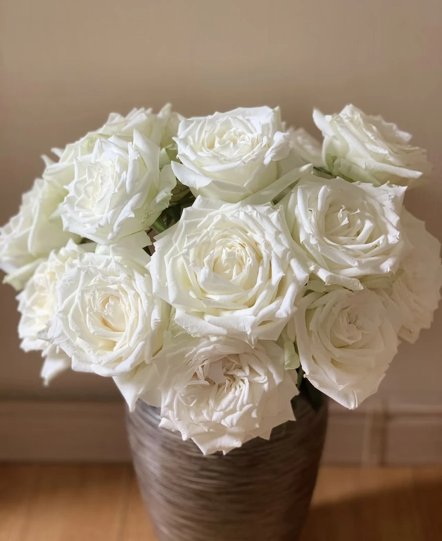 【坦尼克 单头玫瑰】【叁叁专属】新鲜玫瑰花鲜花批发包邮