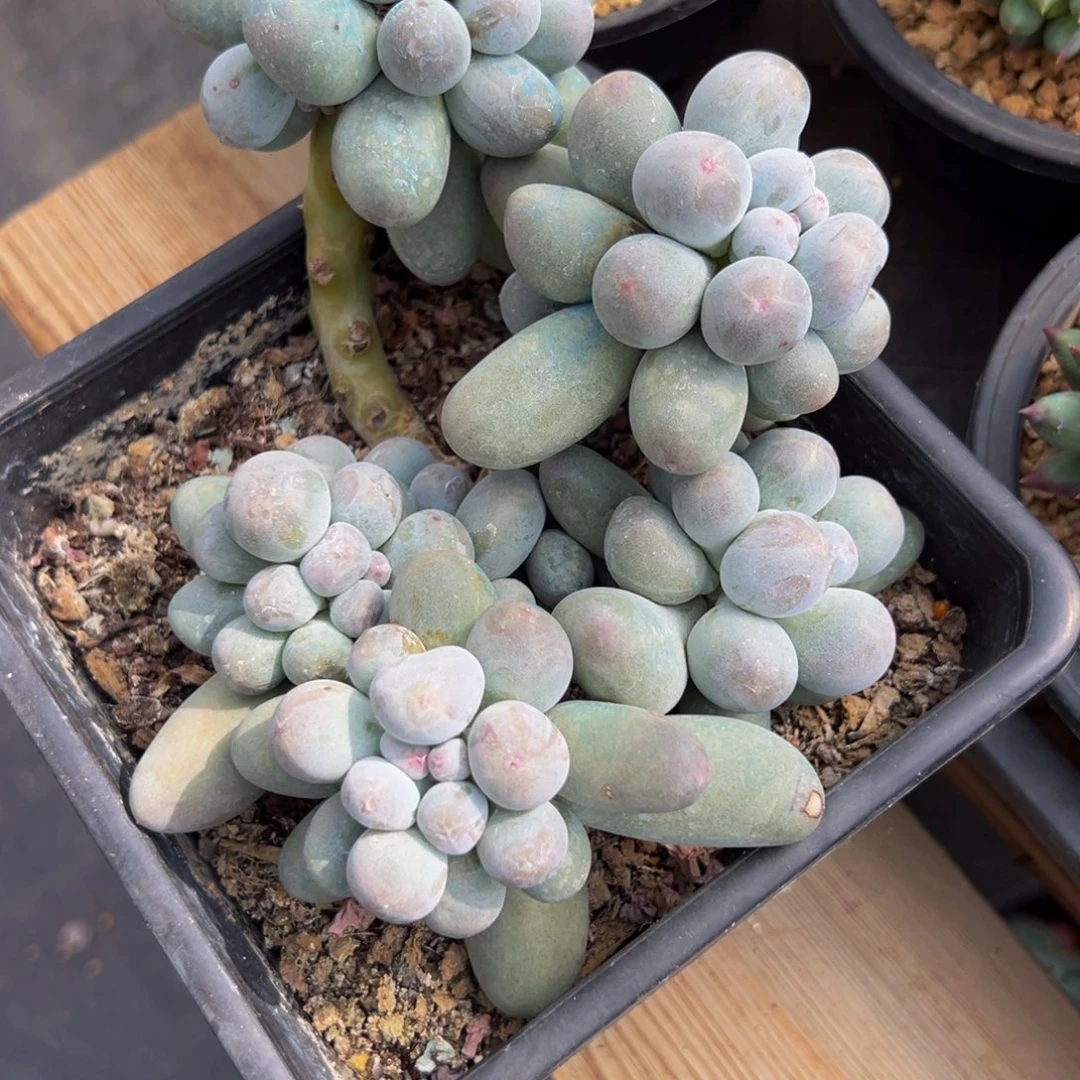 大**！新年快乐 新年快乐