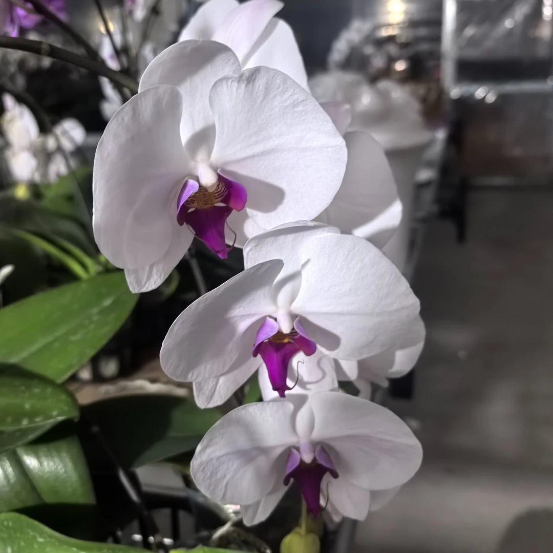 白花红心 大花型3.5寸