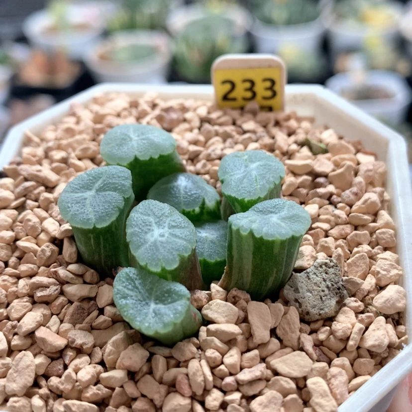 【闪购商品】233万象锦