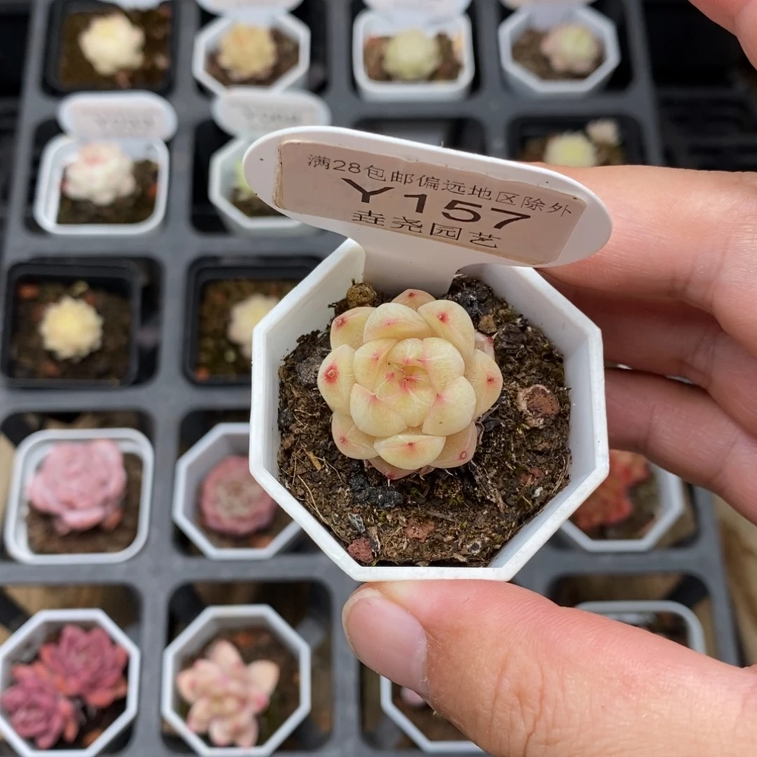 0157 麦秆单头 2.5cm