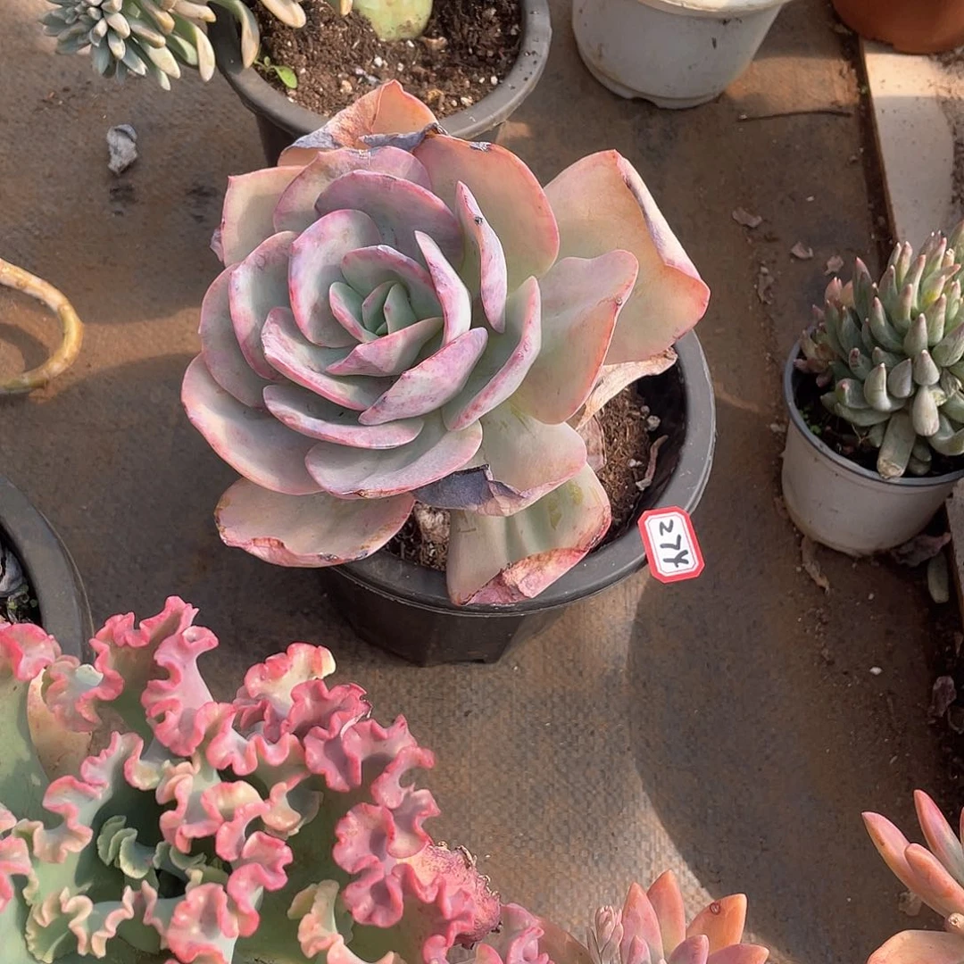 274凤一物一拍多肉