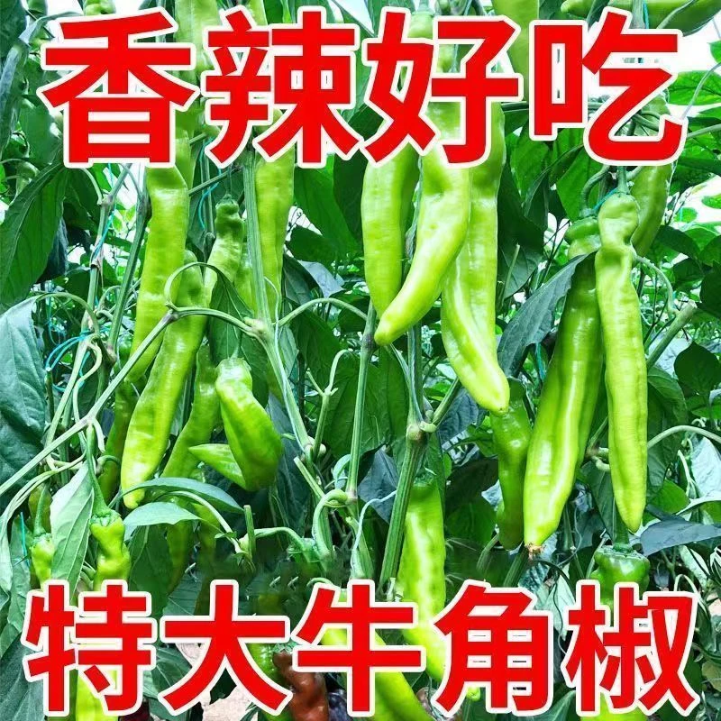 特大牛角辣椒种子高产牛角椒种子四季播种阳台种植