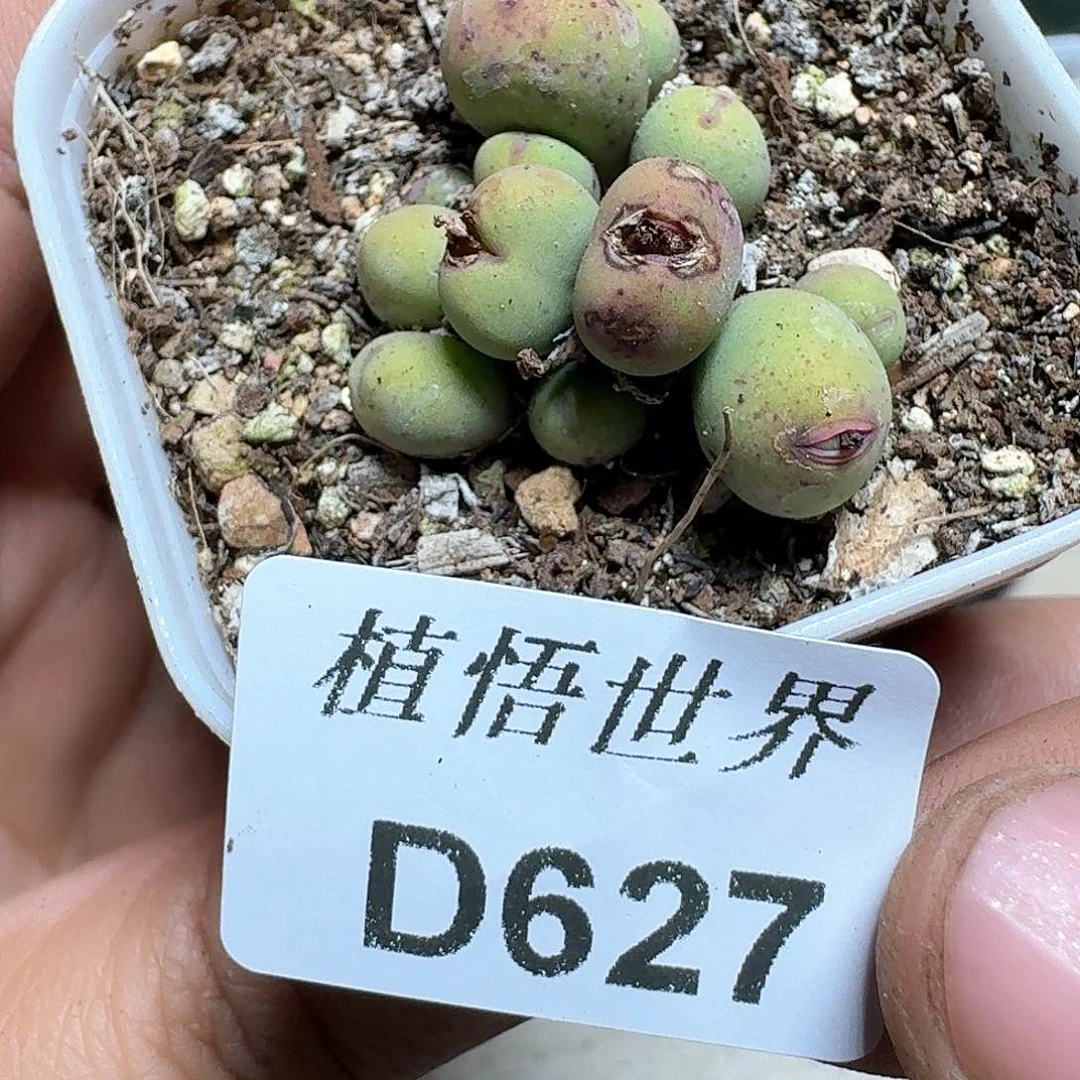627盒多肉植物哇f