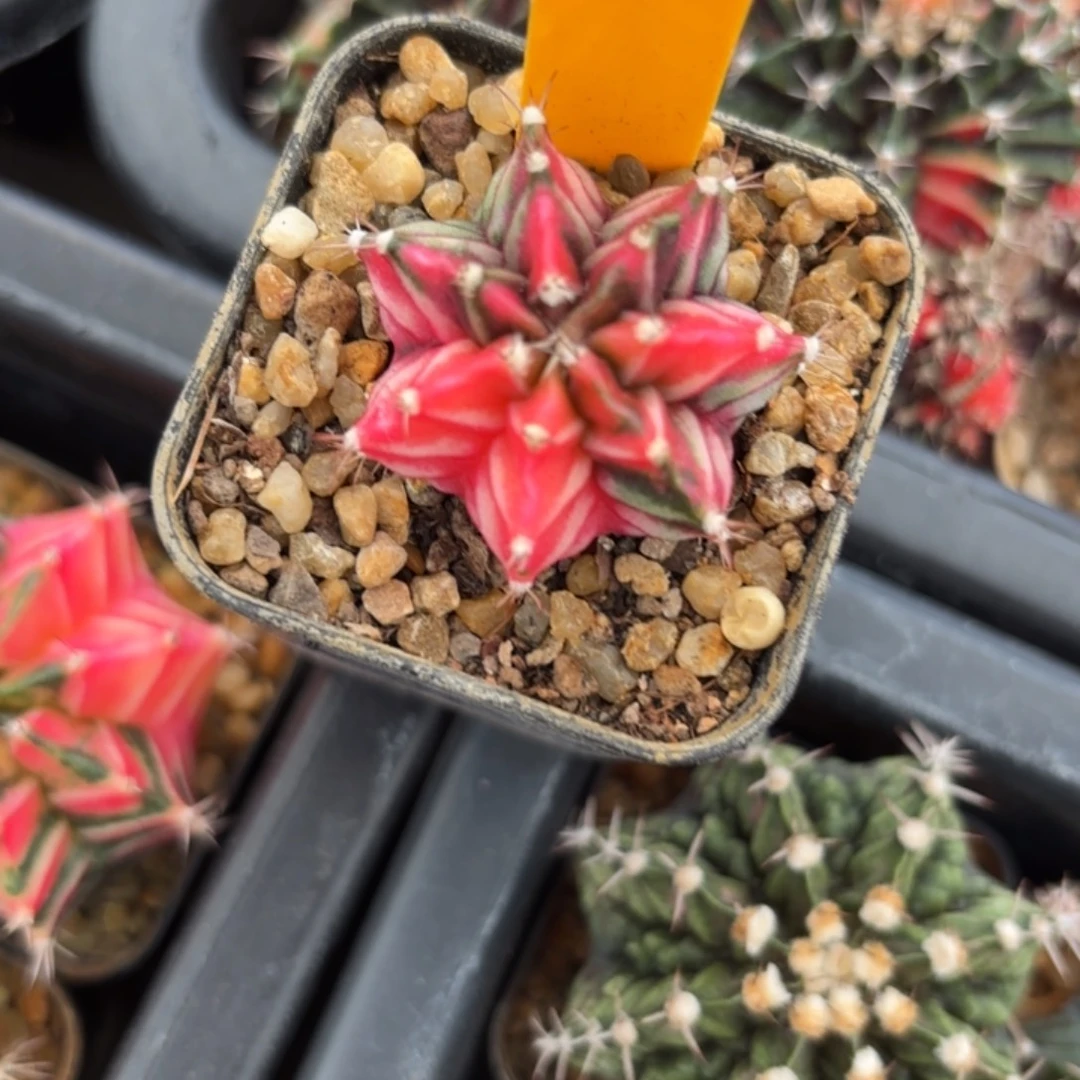 ～***～302-1123泰国发货多肉