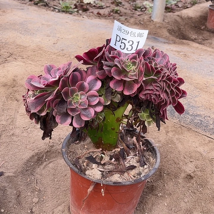 531美杜莎缀多肉植物