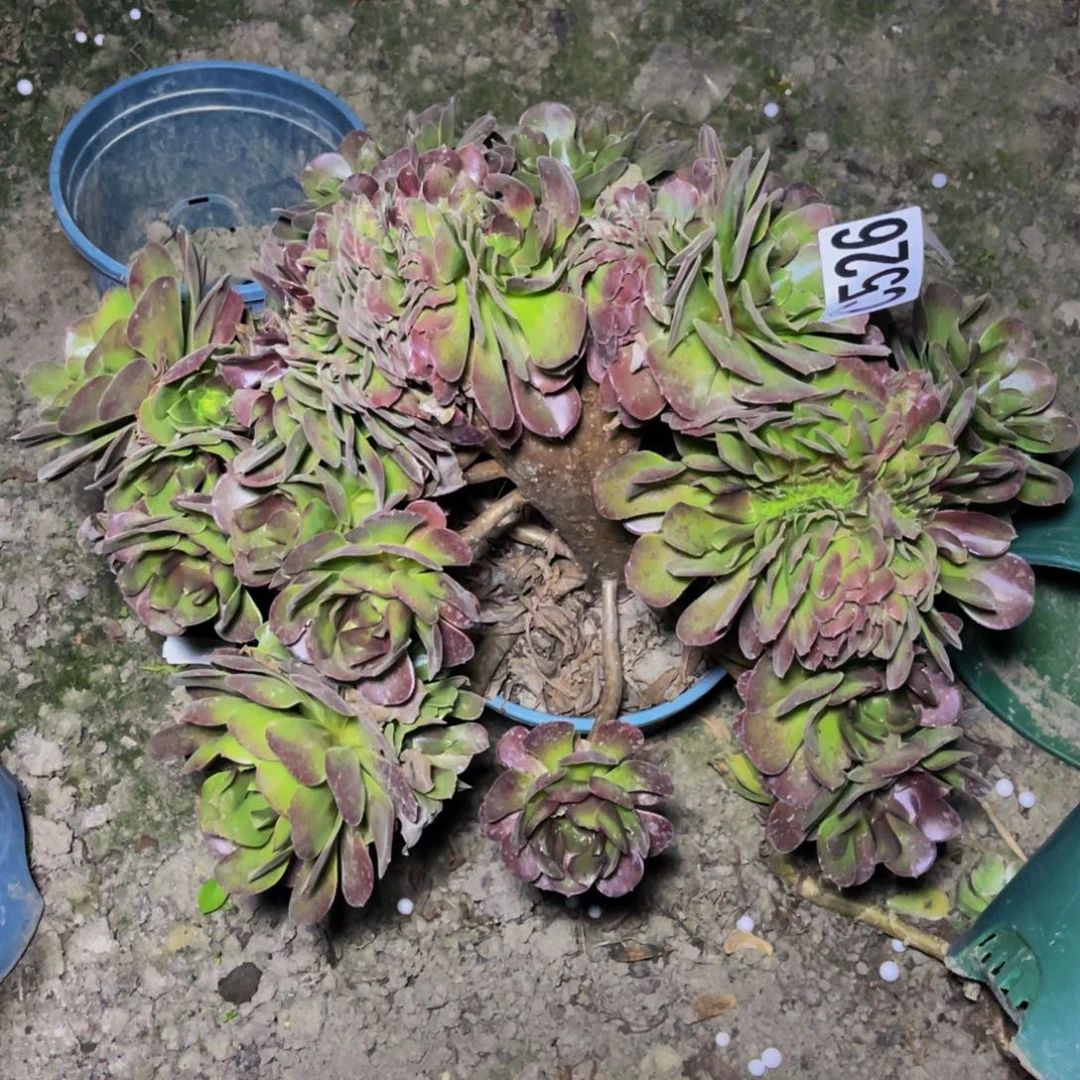 荷兰法师26—-2包邮