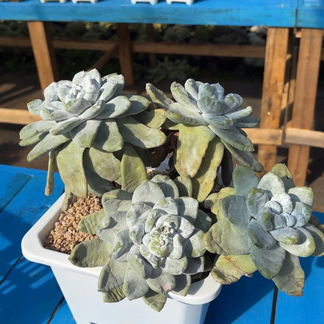 拇指瑕疵出，仙女杯多肉