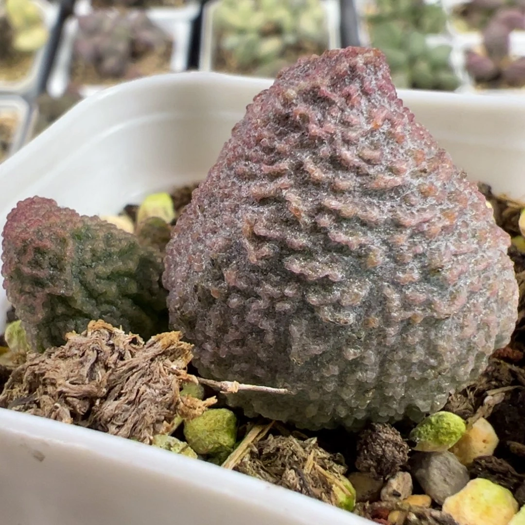 胖桃实生苗大苗多肉植物水泡