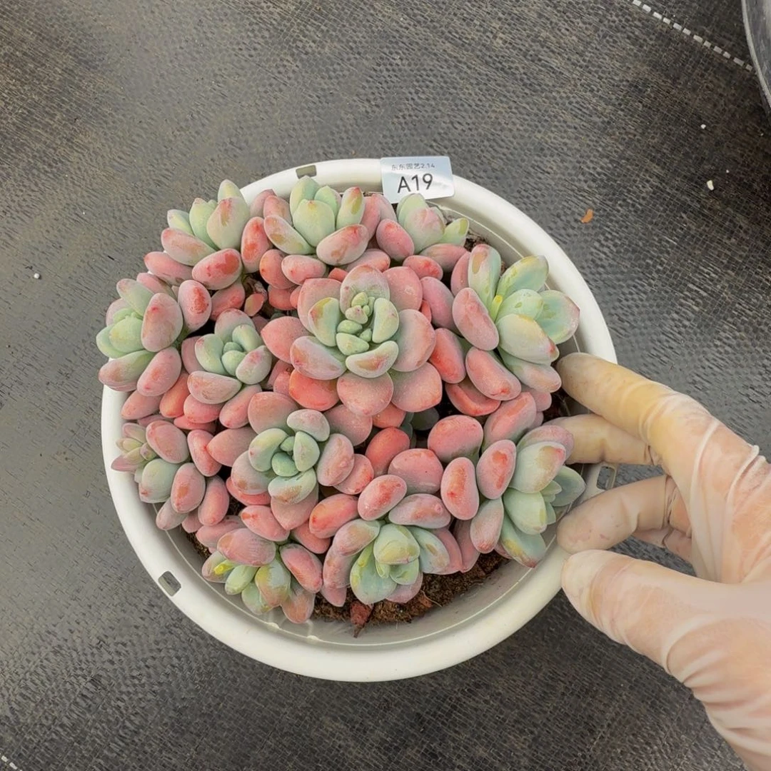 a a a a a a a a a 19