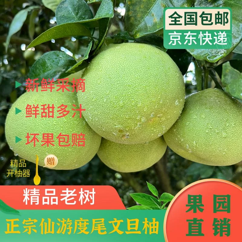 【京东包邮】福建度尾文旦柚果园直发现摘好果新鲜应季水果孕妇水果