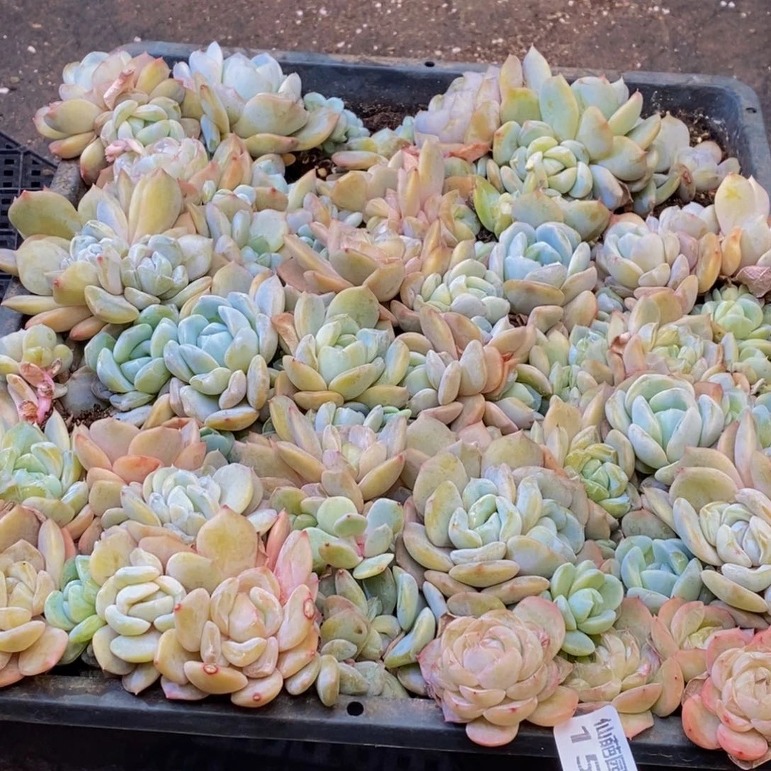 苏**干153多肉植物保护研究所所长助理