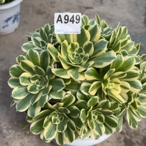 949碧玉25厘米左右