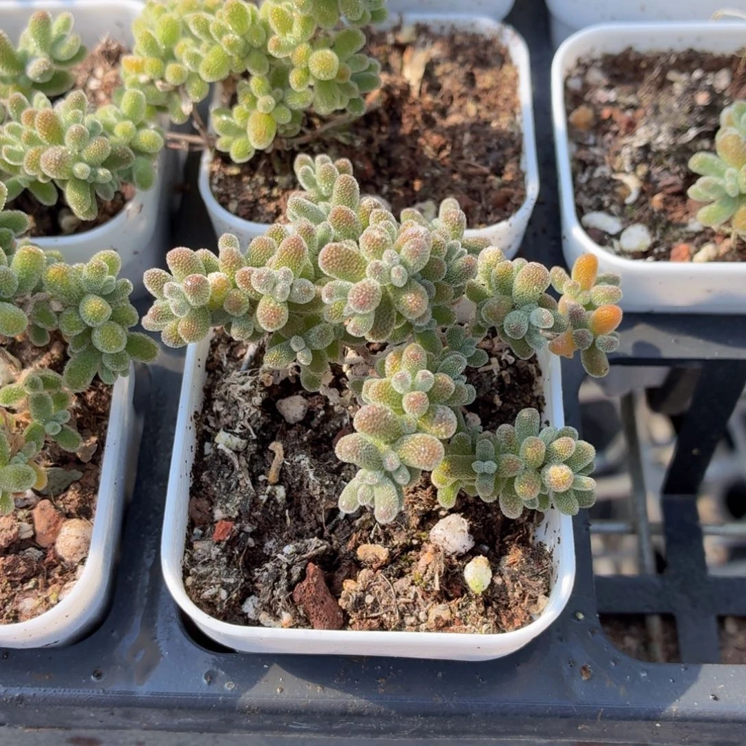 冰晶枝干多肉9.9包邮发货