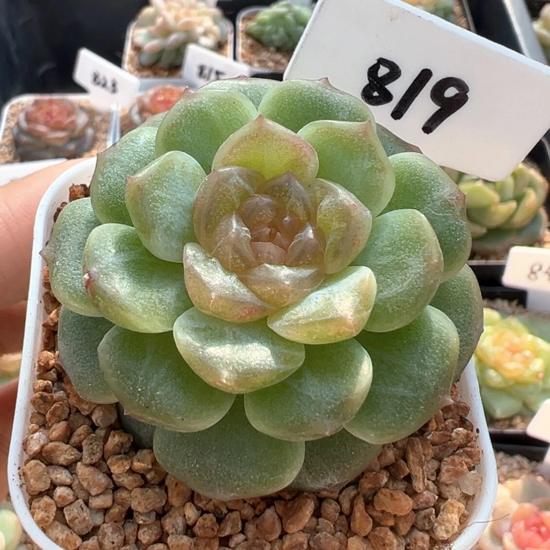 819号无尽灯 晗雨多肉