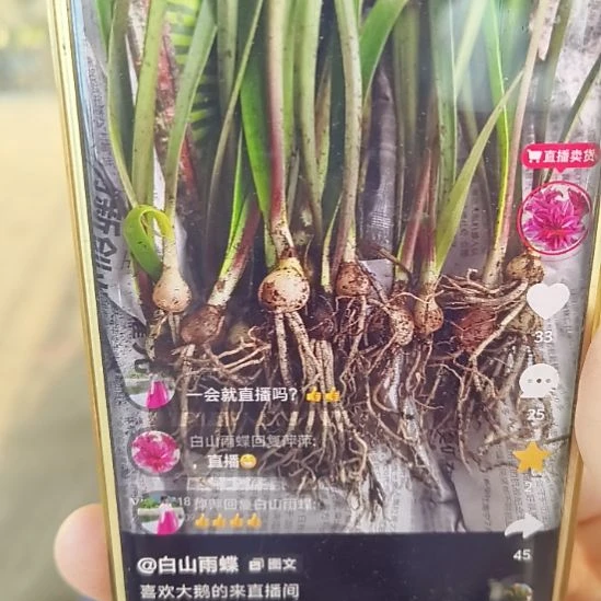 完全开放大鹅1+是