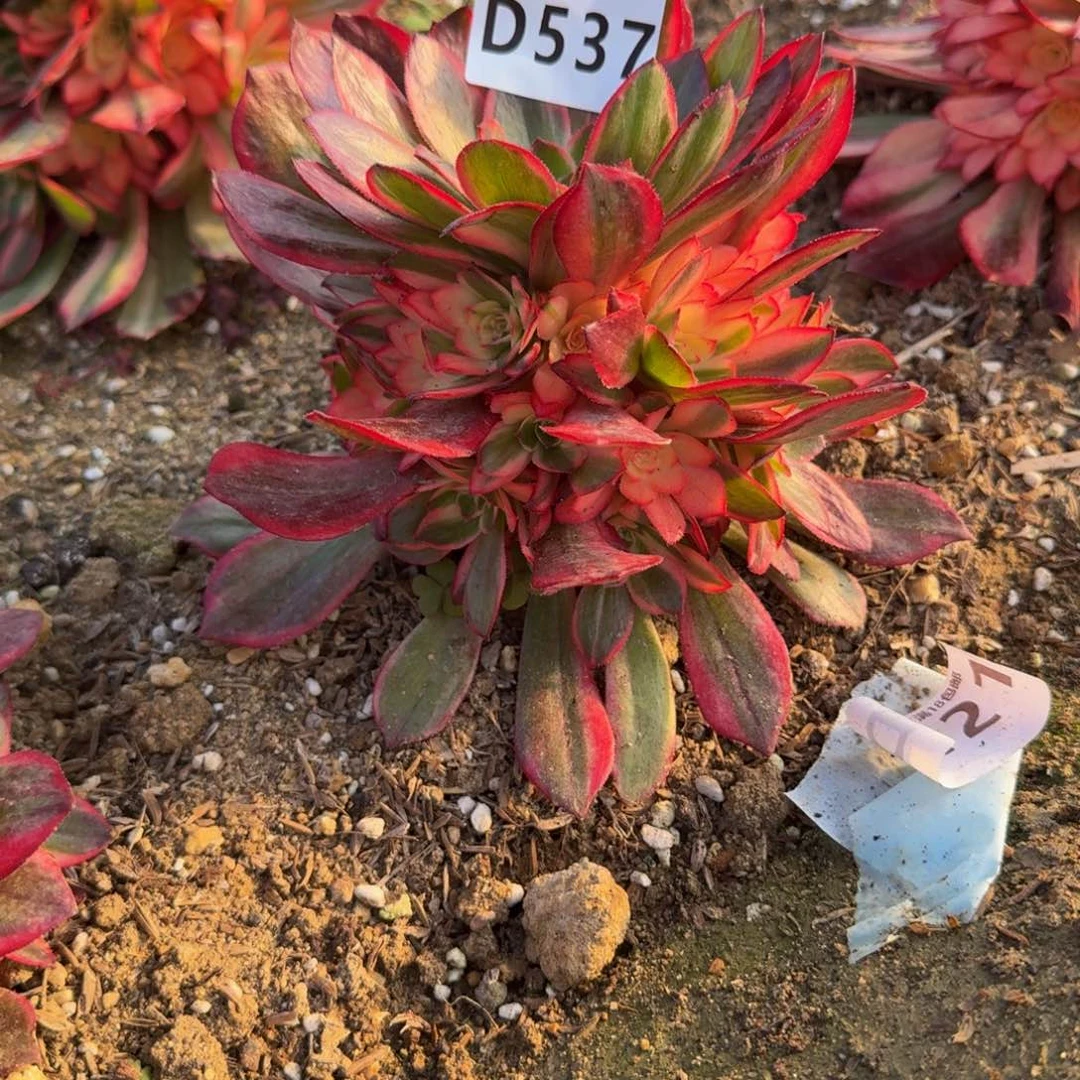 木*537黑魔锦。多肉植物