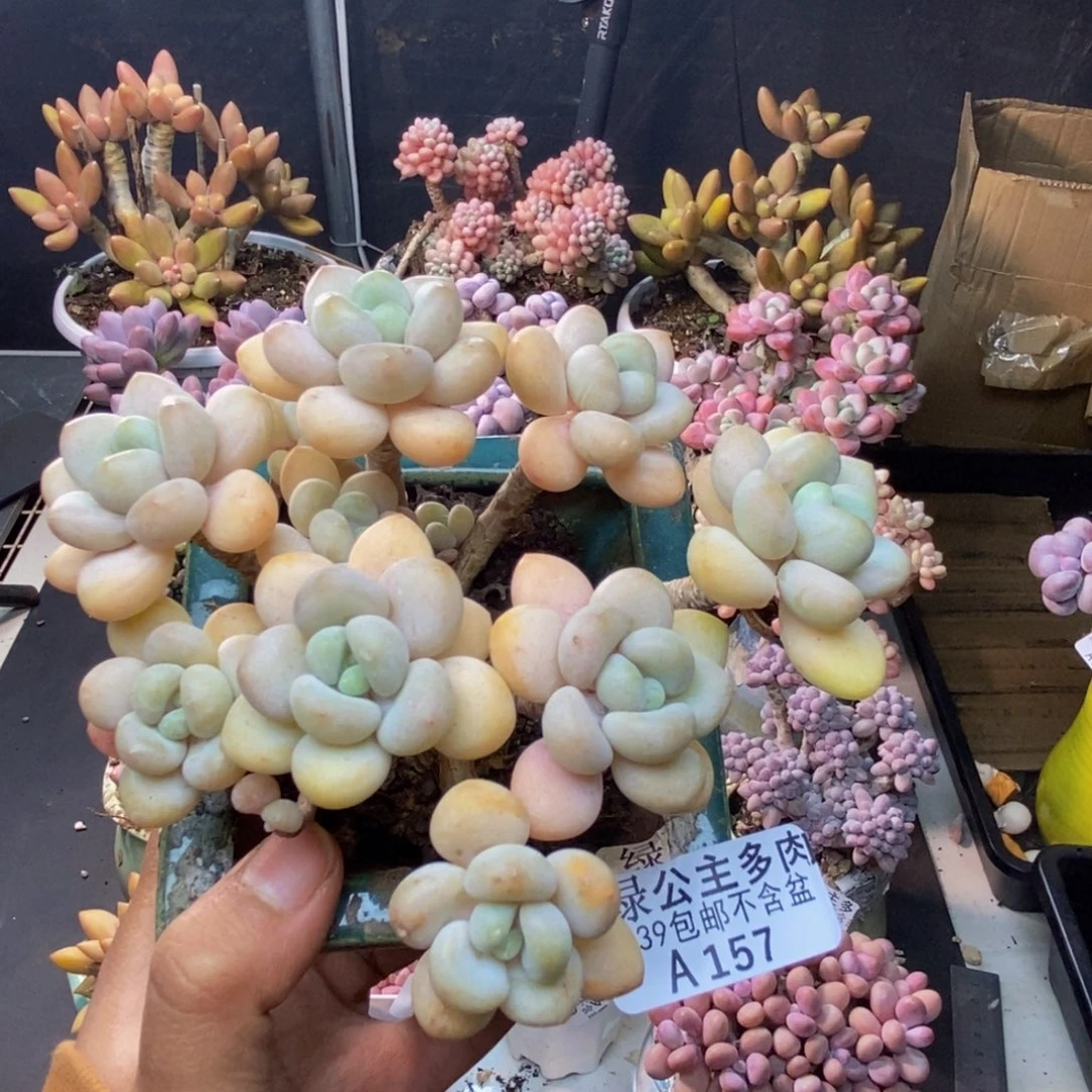 157白奶糖多肉8c m