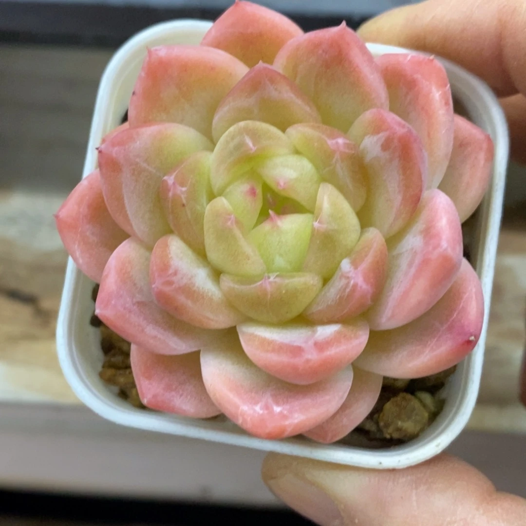 精品多肉一物一拍不包整492